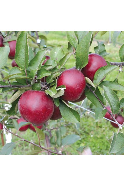 Яблуня домашня Байя Мариса